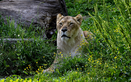 The lion lies down  from Chrome web store to be run with OffiDocs Chromium online