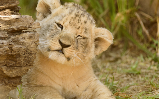 The lion of the comedy village  from Chrome web store to be run with OffiDocs Chromium online