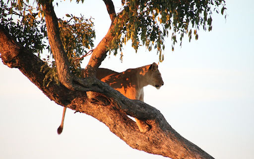 The lion on the tree  from Chrome web store to be run with OffiDocs Chromium online
