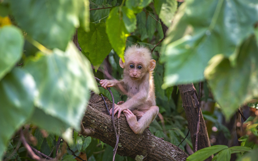 The little monkey trotted out  from Chrome web store to be run with OffiDocs Chromium online