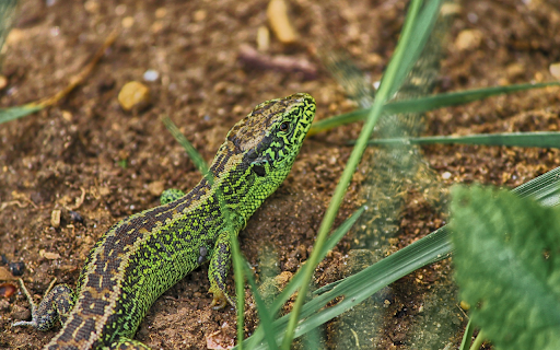 The lizard crawls on the ground  from Chrome web store to be run with OffiDocs Chromium online