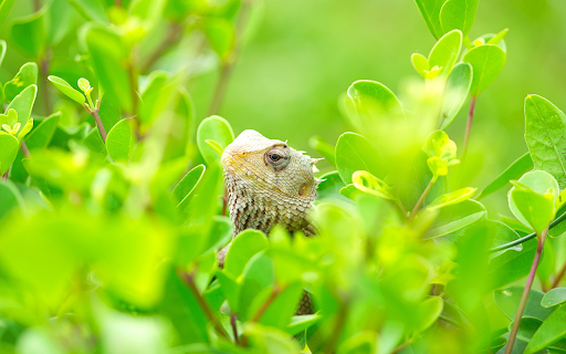 The Lizard Peeks In  from Chrome web store to be run with OffiDocs Chromium online