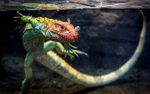 The lizard swims in the water  from Chrome web store to be run with OffiDocs Chromium online