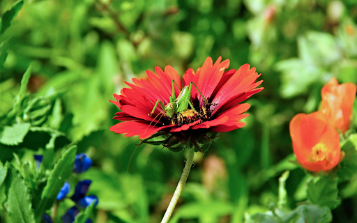 The locust landed on the flower  from Chrome web store to be run with OffiDocs Chromium online