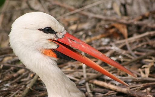 The Long Beaked Stork  from Chrome web store to be run with OffiDocs Chromium online
