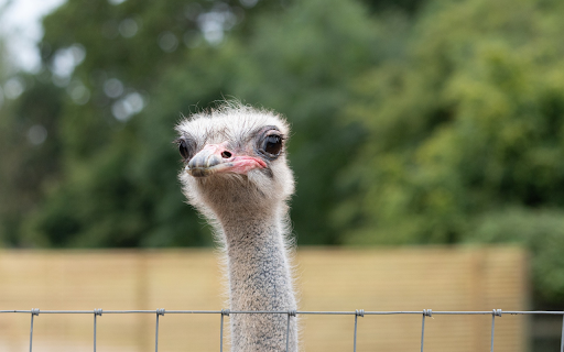 The long necked ostrich  from Chrome web store to be run with OffiDocs Chromium online