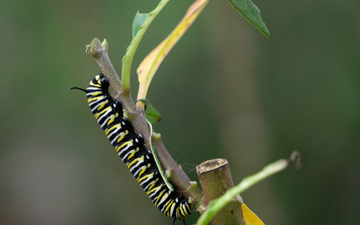 The long worm eats leaves  from Chrome web store to be run with OffiDocs Chromium online