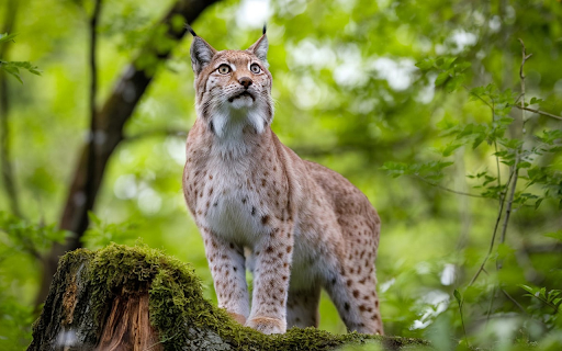 The lynx is light brown  from Chrome web store to be run with OffiDocs Chromium online