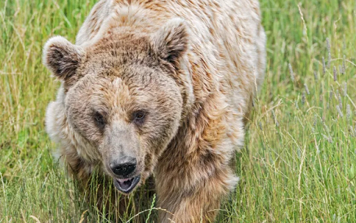 The Majestic Bear: King of the Wilderness  from Chrome web store to be run with OffiDocs Chromium online