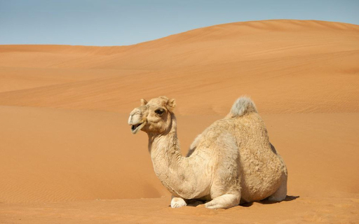 The Majestic Camel  from Chrome web store to be run with OffiDocs Chromium online