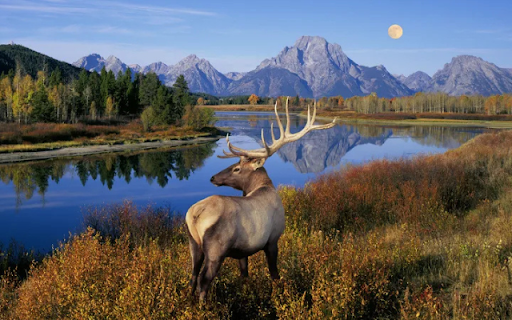 The Majestic Deer: A Gentle Icon of the Wilderness  from Chrome web store to be run with OffiDocs Chromium online