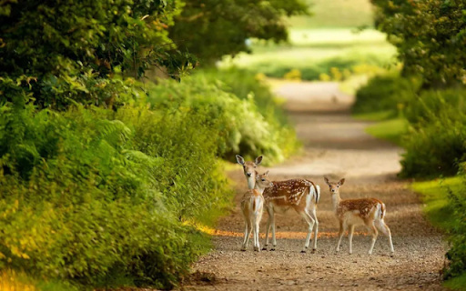 The Majestic Deer: A Gentle Spirit of the Wild  from Chrome web store to be run with OffiDocs Chromium online