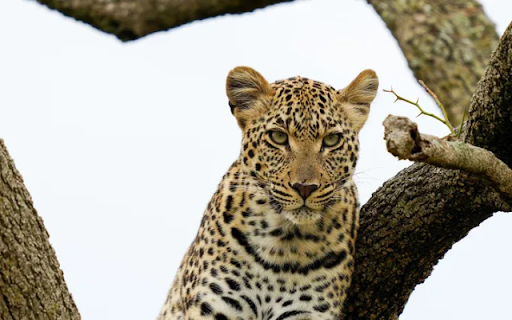 The Majestic Leopard: Master of Stealth and Power  from Chrome web store to be run with OffiDocs Chromium online