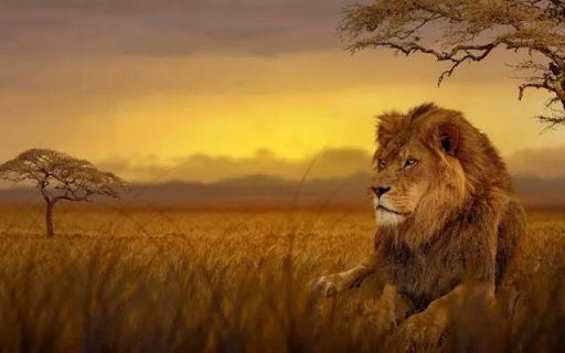 The Majestic Male Lion: Guardian of the Wild  from Chrome web store to be run with OffiDocs Chromium online