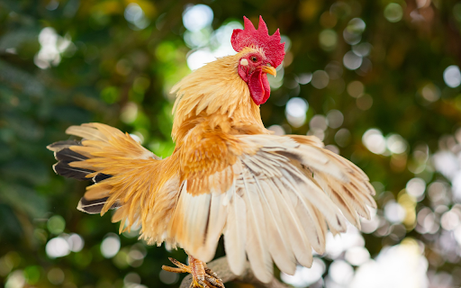 The majestic rooster  from Chrome web store to be run with OffiDocs Chromium online