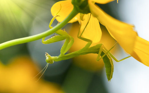 The mantis and the yellow flower  from Chrome web store to be run with OffiDocs Chromium online