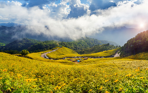 The Mexican wild sunflower field  from Chrome web store to be run with OffiDocs Chromium online