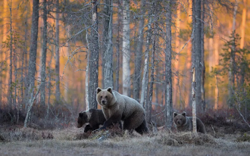The Mighty Bear: A Symbol of Strength and Wilderness  from Chrome web store to be run with OffiDocs Chromium online