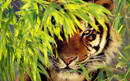The Mighty Tiger  from Chrome web store to be run with OffiDocs Chromium online