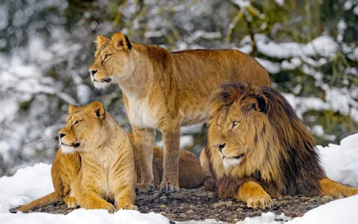 The Mighty Trio: Lions of the Wild  from Chrome web store to be run with OffiDocs Chromium online