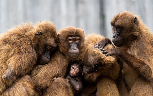 The monkey family is crowded  from Chrome web store to be run with OffiDocs Chromium online