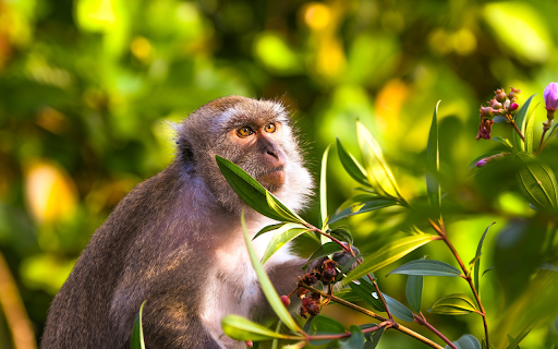 The monkey picks purple myrtle  from Chrome web store to be run with OffiDocs Chromium online