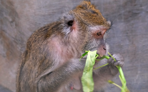The monkey sits and eats vegetables  from Chrome web store to be run with OffiDocs Chromium online
