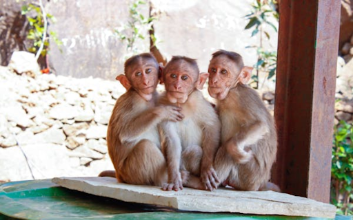 The monkeys pose for the camera  from Chrome web store to be run with OffiDocs Chromium online