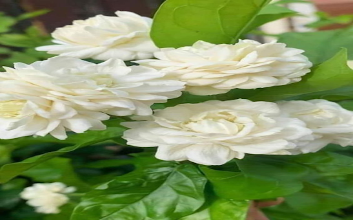 The most beautiful jasmine wallpaper  from Chrome web store to be run with OffiDocs Chromium online