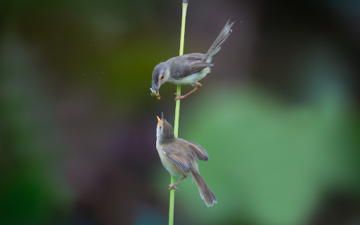 The mother bird feeds the prey  from Chrome web store to be run with OffiDocs Chromium online