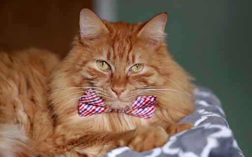 The Noble Cat  from Chrome web store to be run with OffiDocs Chromium online