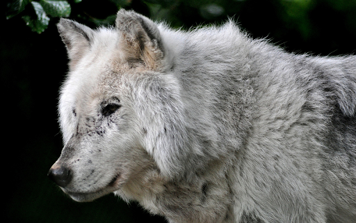 The Old Wolf  from Chrome web store to be run with OffiDocs Chromium online