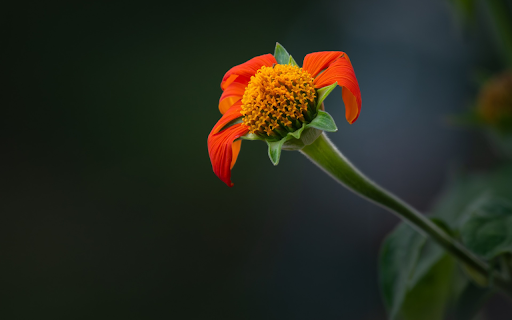 The orange flower lost its petals  from Chrome web store to be run with OffiDocs Chromium online
