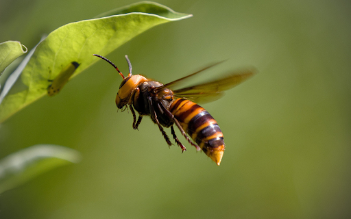 The painted bee  from Chrome web store to be run with OffiDocs Chromium online