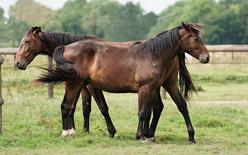 The pair of war horses  from Chrome web store to be run with OffiDocs Chromium online