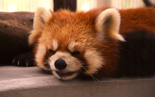 The panda slept soundly  from Chrome web store to be run with OffiDocs Chromium online