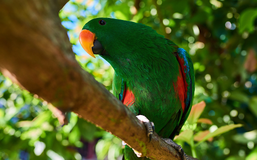 The parrot hides in the foliage  from Chrome web store to be run with OffiDocs Chromium online