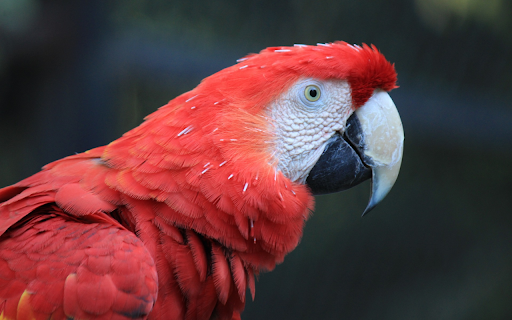 The parrot red amazon  from Chrome web store to be run with OffiDocs Chromium online