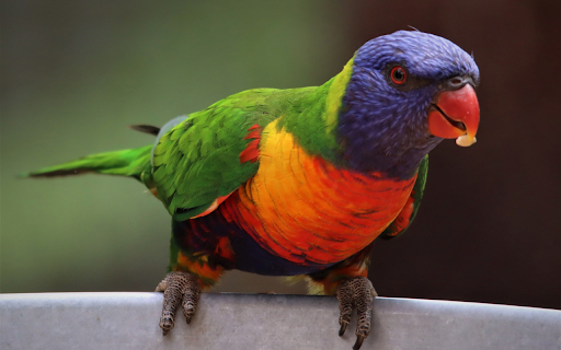 The parrot stands out  from Chrome web store to be run with OffiDocs Chromium online