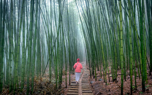 The Path Between Bamboo Forest  from Chrome web store to be run with OffiDocs Chromium online