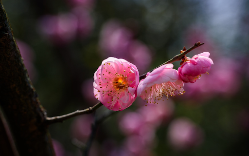The peach branch is shy  from Chrome web store to be run with OffiDocs Chromium online