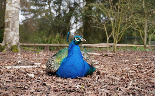 The peacock lies down to rest  from Chrome web store to be run with OffiDocs Chromium online