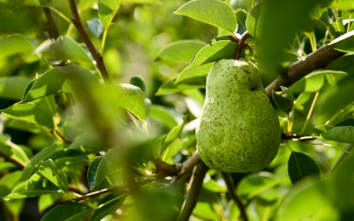 The pear was stung by a bee  from Chrome web store to be run with OffiDocs Chromium online
