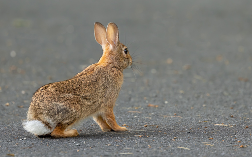 The Perky Eared Rabbit  from Chrome web store to be run with OffiDocs Chromium online