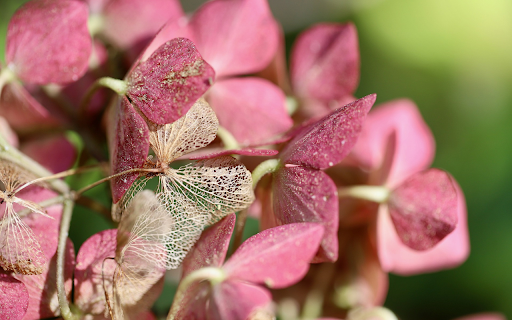 The petals fade  from Chrome web store to be run with OffiDocs Chromium online