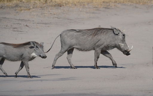The Pig and the Tusks  from Chrome web store to be run with OffiDocs Chromium online