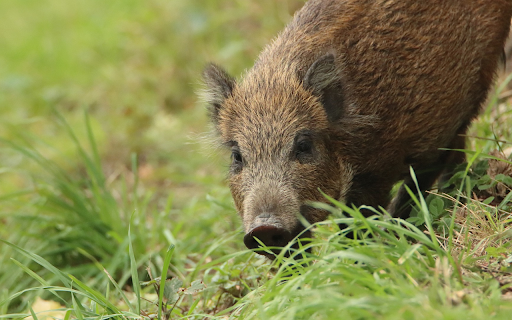 The pig eats grass  from Chrome web store to be run with OffiDocs Chromium online