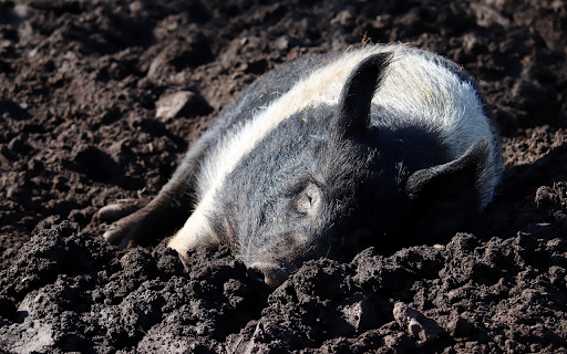 The pig wallows in the soil  from Chrome web store to be run with OffiDocs Chromium online