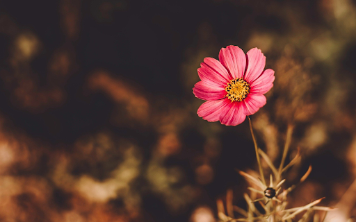 The pink flower  from Chrome web store to be run with OffiDocs Chromium online