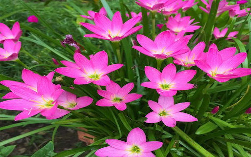 The Pink rain lily flower wallpapers  from Chrome web store to be run with OffiDocs Chromium online
